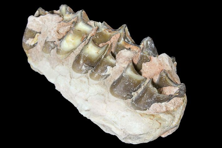Oreodont (Merycoidodon) Jaw Section - South Dakota #128108